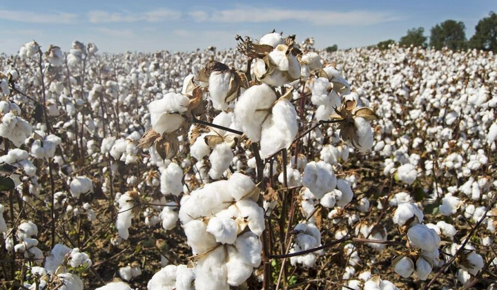 Заявки на субсидию для выращивания хлопка
