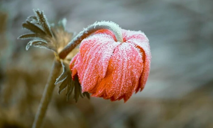 Украина. Май 2025. Высокая снежная поляна