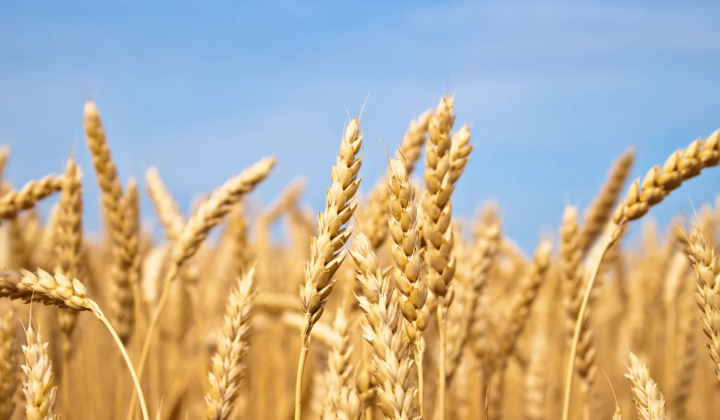 Wheat image with CO2 increase