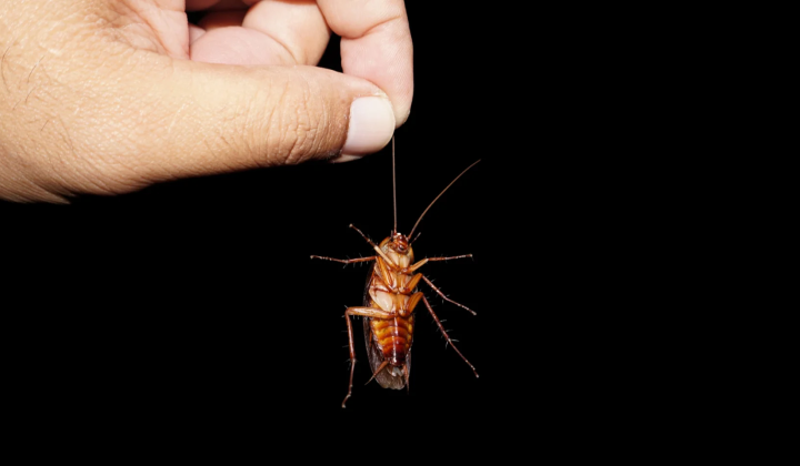 Cyborg cockroaches with artificial intelligence