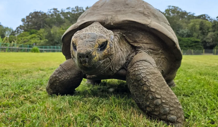 Jonathan - oldest land animal, genome