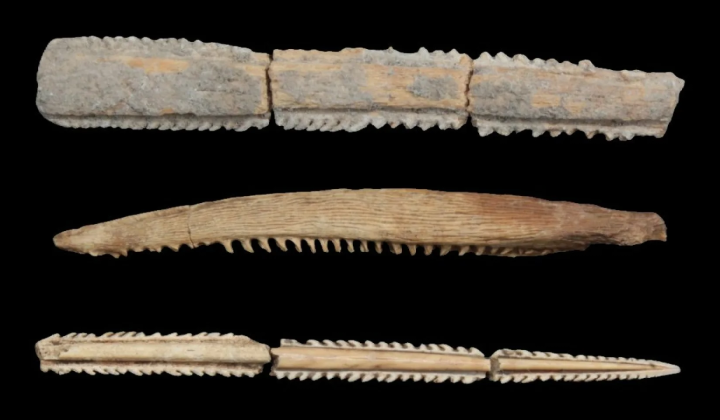 Ritual stingray spines and catfish spine