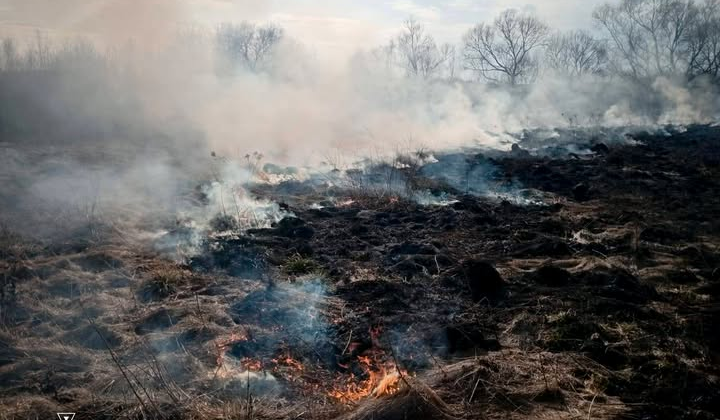 Пожежі сухостою в Україні: ліс горить