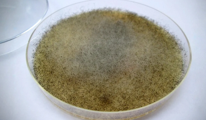 Гриб Mucor racemosus захищає кишечник