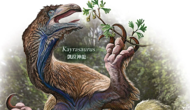Fossil of Kayrasaurus changliensis therizinosaur