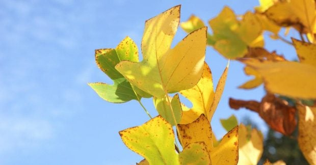 Погода в Україні на вихідні: дощі, тумани, +23°