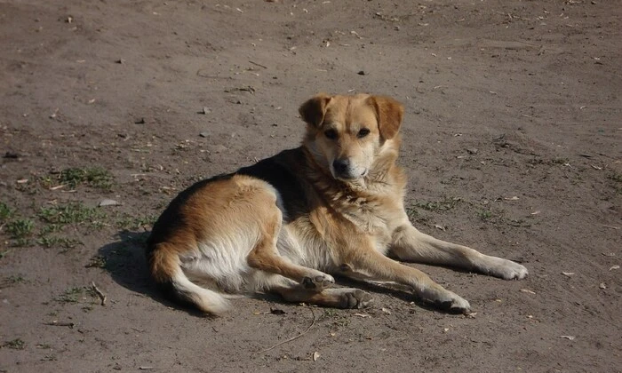 До чемпіонату світу з футболу Влада Марокко знищить безпритульних собак