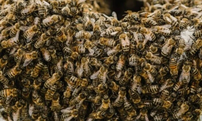 Масовий напад бджіл у Франції