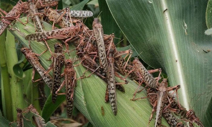 Сарани на полях Київщини