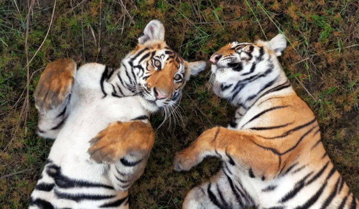 Tiger cubs emerge from bushes in hope of rescue