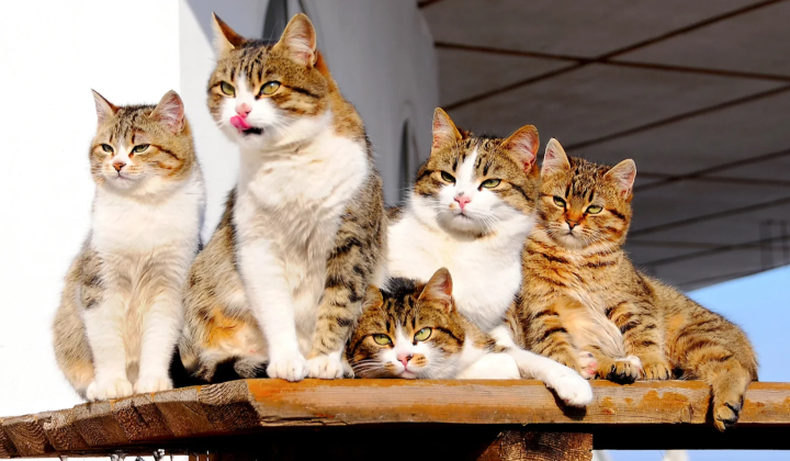Cats increase happiness, parasites decrease it