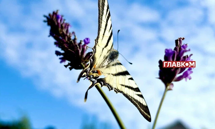 Summer sun without clouds on August 8
