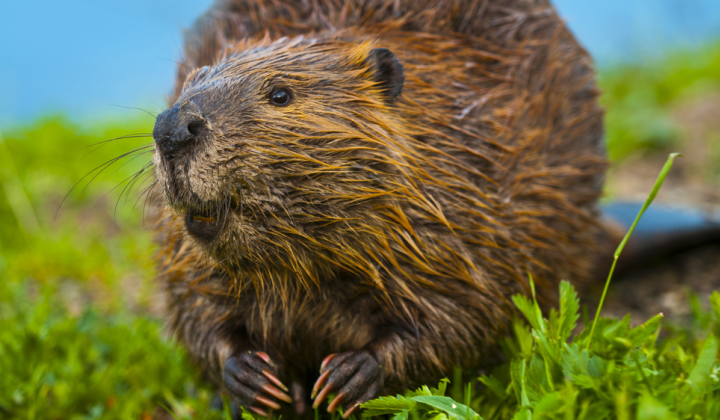 Beavers got revenge for the destroyed dam