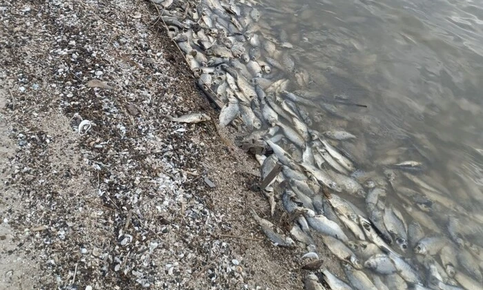 Мертва риба у річці Одещина