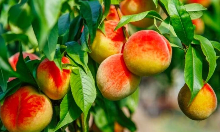Персиковый урожай поврежден весенними заморозками