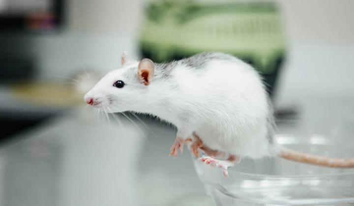 Mouse experiment: high activity