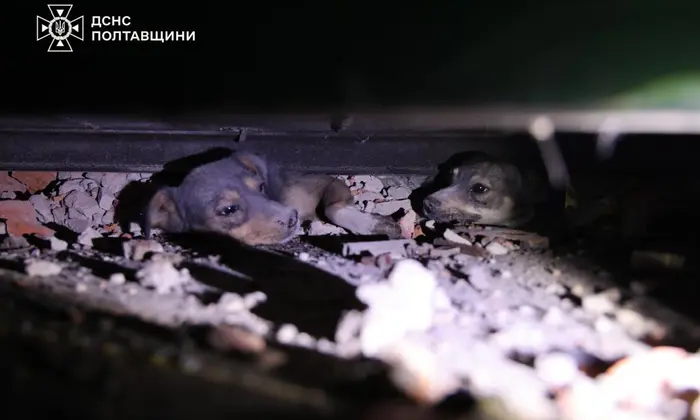 Спасатели достали щенков из-под завалов