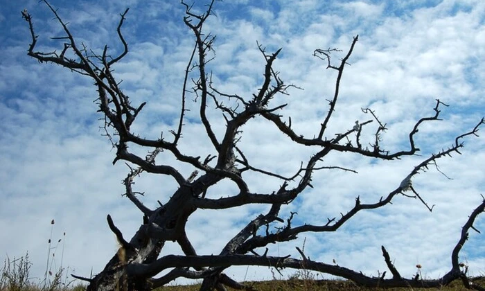 Дерева в лісі масово гинуть