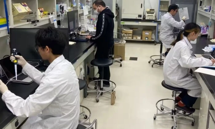 Ембріони зі стовбурових клітин в Японії