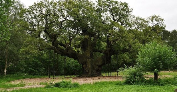 1200-year-old oak tree died due to tourists and climate