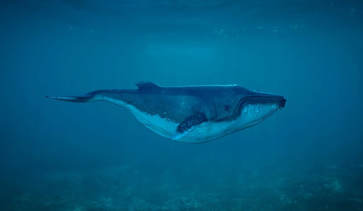 Humpback whales sing underwater