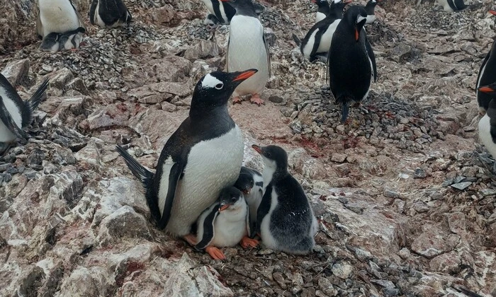 Уникальная семья пингвинов в Антарктиде