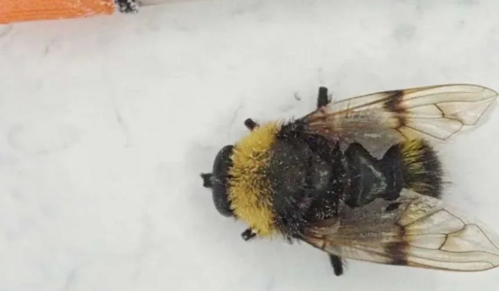 Fly last seen 150 years ago