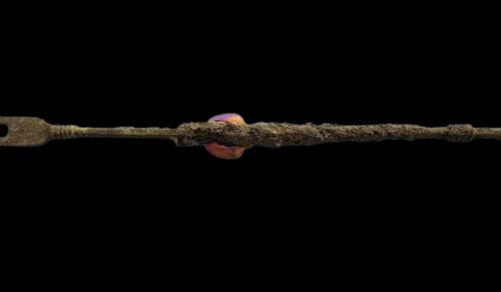 Surgical instrument from 3rd century Bulgaria
