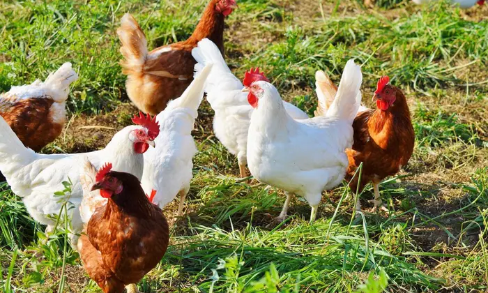 Курей безкоштовно роздають у європейських містах