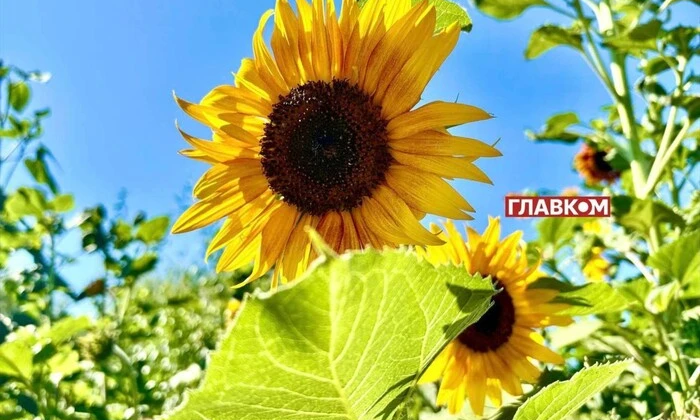 Хмарна погода без опадів у серпні