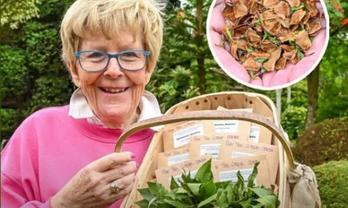 Сосна динозаврів: рідкісне дерево $6 тис.