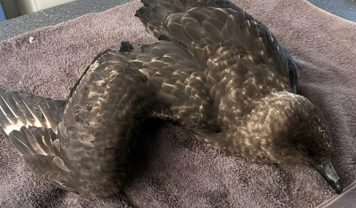 Смертельний пташиний грип H5N1 вперше в Австралії