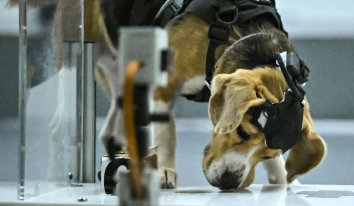Dog detecting cancer by scent