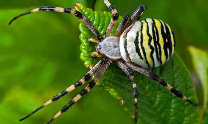 Venomous spiders in Ukraine