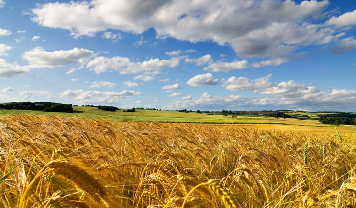 Продажа арендованного земельного пая: объяснение для украинцев