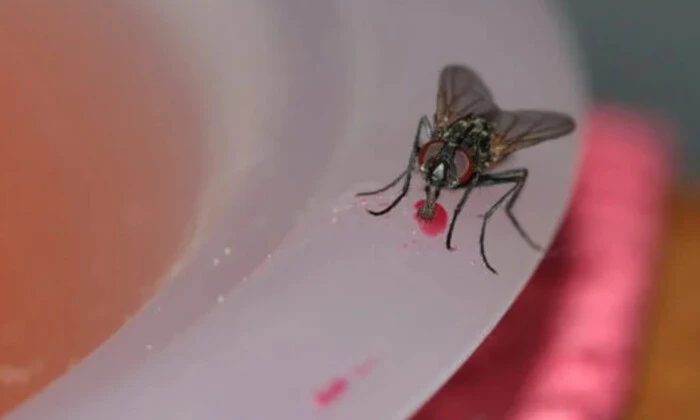 Первый случай миаза в Мексике