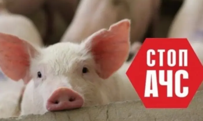 Всплеск африканской чумы свиней в Винницкой области