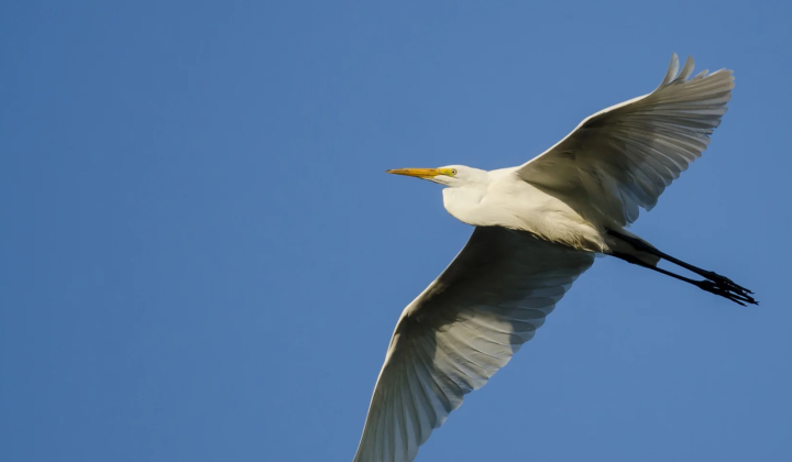 Four scenarios of bird flu spread in Australia