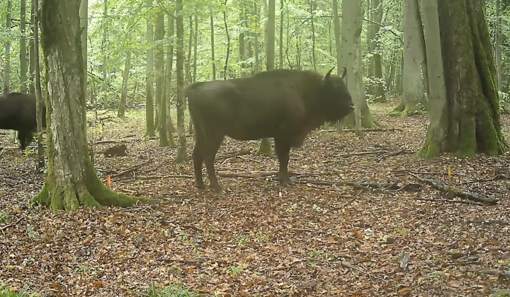Wolf attacking a herd of bison