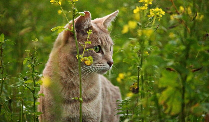 Літо у розпалі: мешканців Київщини попередили про спеку до +31, але з дощами