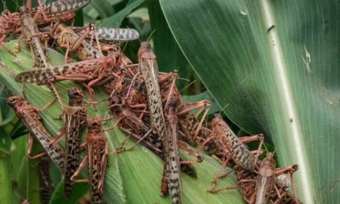 Нашестя сарани у чотирьох областях