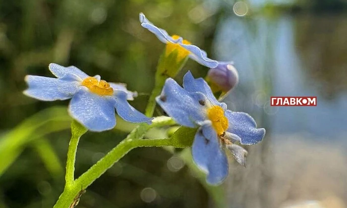 Forecaster Didenko forecasts the weather in Ukraine