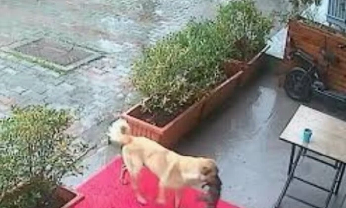 Безхатька-собака приводить цуценя до ветеринара