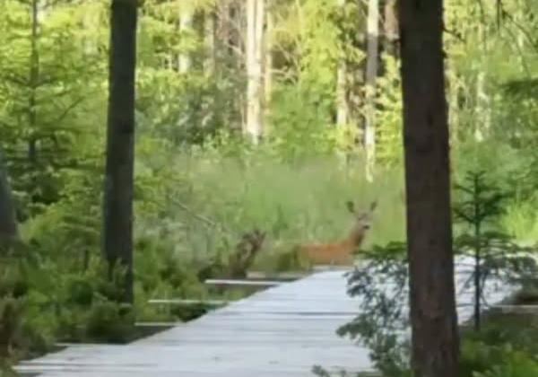 Косуля на інклюзивній стежці