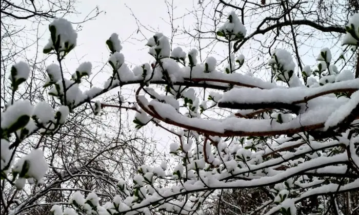 Снегом засыпало одну украинскую область