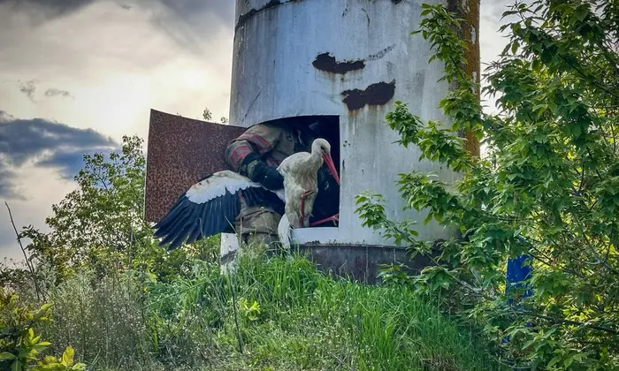 Лелеки, які потрапили в пастку, врятували