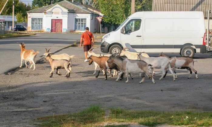 Сім кіз біжать від терору