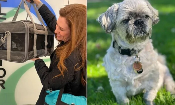 Американка клонувала собаку за $50 тис. і пояснила, чому пошкодувала про свій вчинок