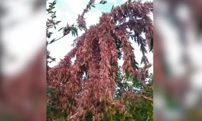 Зображення жаху в Запорізькій області