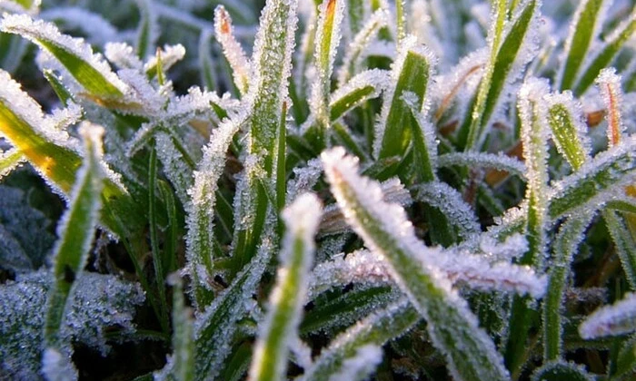 Перші заморозки приходять в Україну